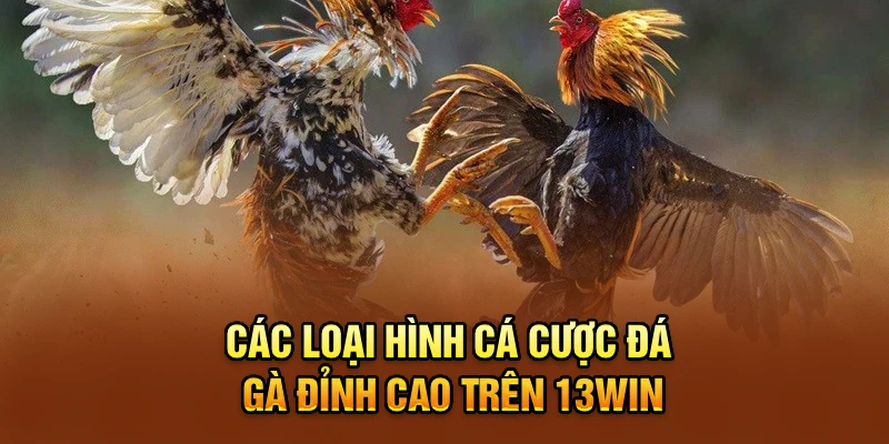 Các loại hình cá cược đá gà đỉnh cao trên 13win