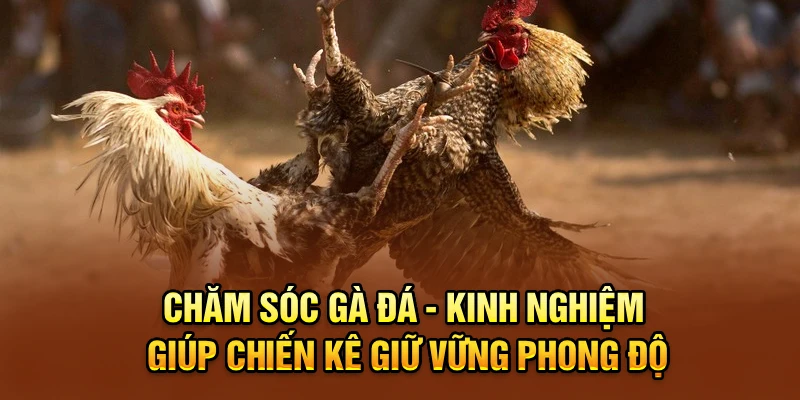 Chăm Sóc Gà Đá - Kinh Nghiệm Giúp Chiến Kê Giữ Vững Phong Độ