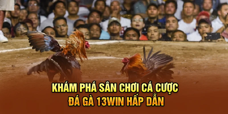 Khám phá sân chơi cá cược đá gà 13win hấp dẫn