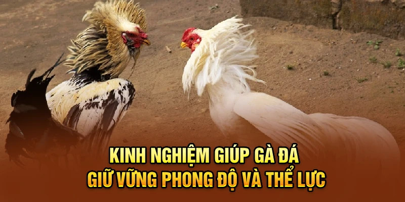 Kinh nghiệm giúp gà đá giữ vững phong độ và thể lực