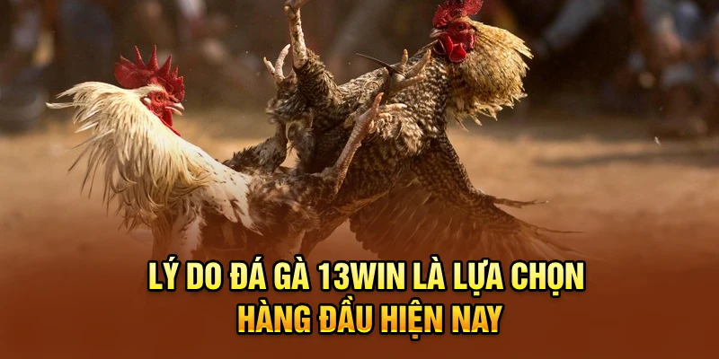 Lý do đá gà 13win là lựa chọn hàng đầu hiện nay