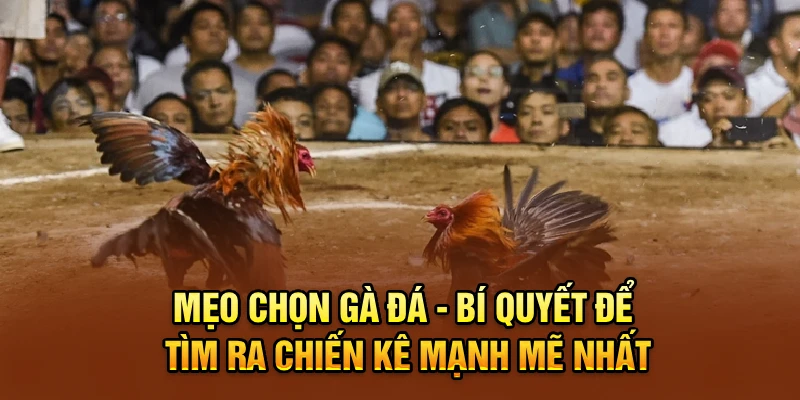 Mẹo Chọn Gà Đá - Bí Quyết Để Tìm Ra Chiến Kê Mạnh Mẽ Nhất