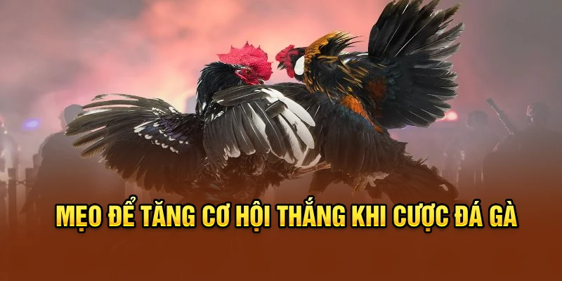 Mẹo để tăng cơ hội thắng khi cược đá gà