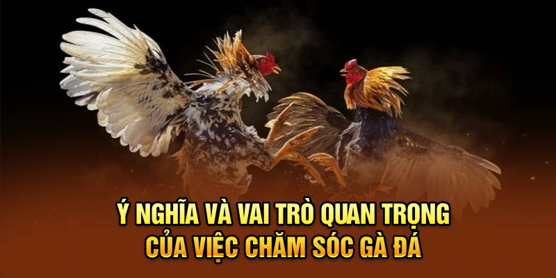 Ý nghĩa và vai trò quan trọng của việc chăm sóc gà đá