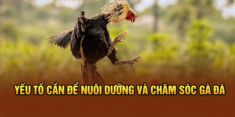 Yếu tố cần để nuôi dưỡng và chăm sóc gà đá